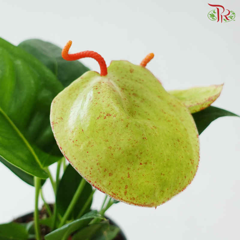 Anthurium Scherzerianum P140 Y05《火鹤花》(Random Choose Color)