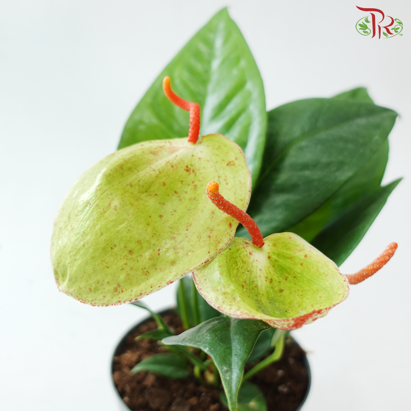 Anthurium Scherzerianum P140 Y05《火鹤花》(Random Choose Color)