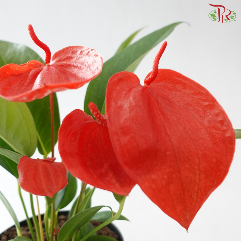 Anthurium Scherzerianum P140 Y05《火鹤花》(Random Choose Color)