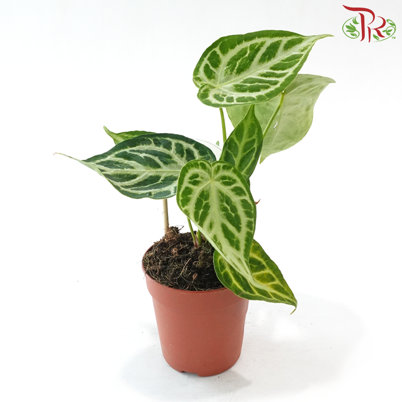 Anthurium Silver Blush《银刷子花烛》