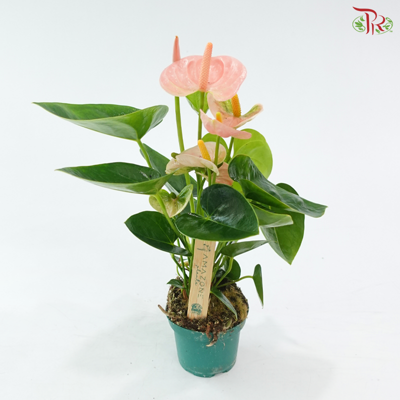 Anthurium Spirit 90 - 25cm《红掌》