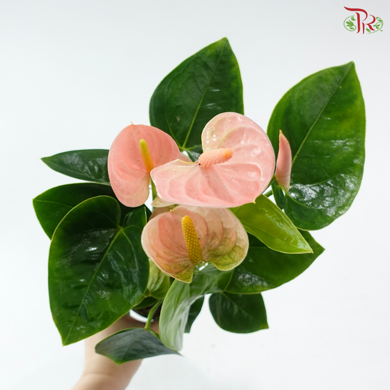 Anthurium Spirit 90 - 25cm《红掌》