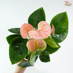 Anthurium Spirit 90 - 25cm《红掌》