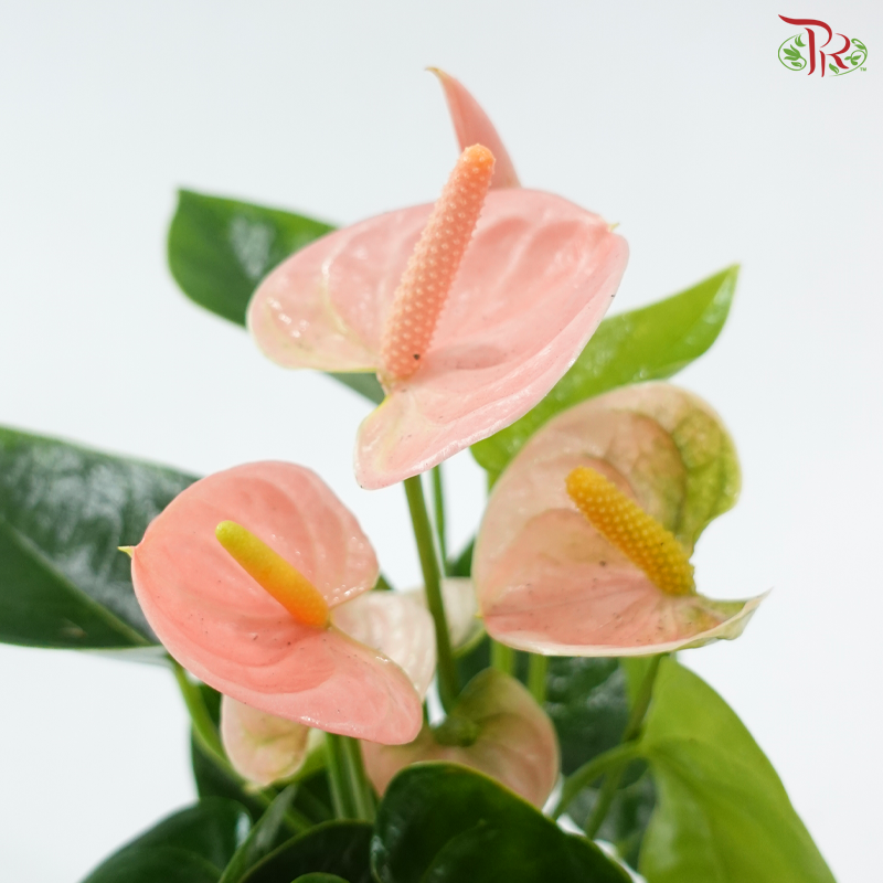 Anthurium Spirit 90 - 25cm《红掌》