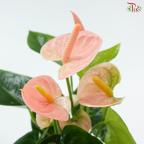 Anthurium Spirit 90 - 25cm《红掌》