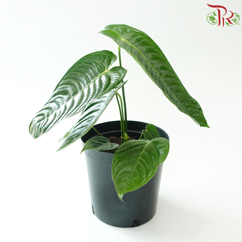 Anthurium Veitchii《火鹤王花烛》