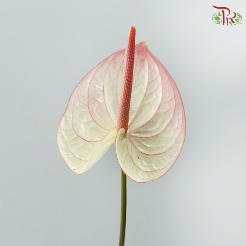 Anthurium Bicolour White Beige Red - XL (Per Stem)