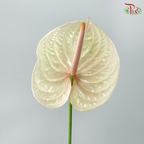 Anthurium Bicolour White Beige Red - XL (Per Stem)