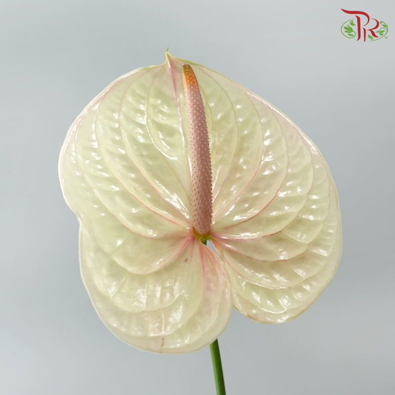 Anthurium Bicolour White Beige Red - XL (Per Stem)