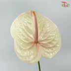 Anthurium Bicolour White Beige Red - XL (Per Stem)