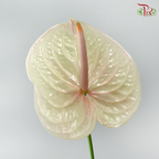 Anthurium Bicolour White Beige Red - XL (Per Stem)