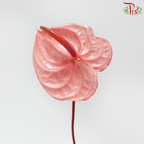 Anthurium Flamingo Pink - S (Per Stem)