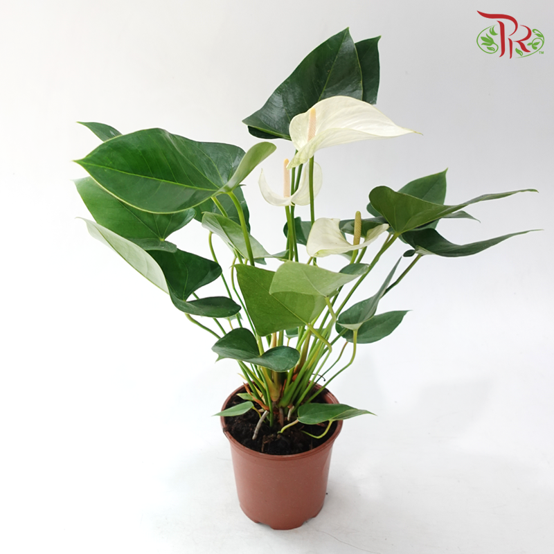 Anthurium YG P170《红掌》(Random Choose Color)