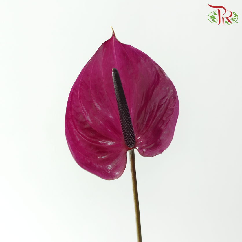 Anthurium - Maravilla 马拉维利亚 (Per Stem)