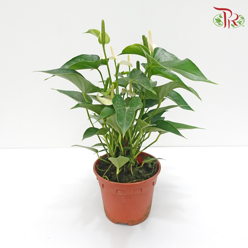 Anthurium Mix P150 (With Color Options)《红掌》