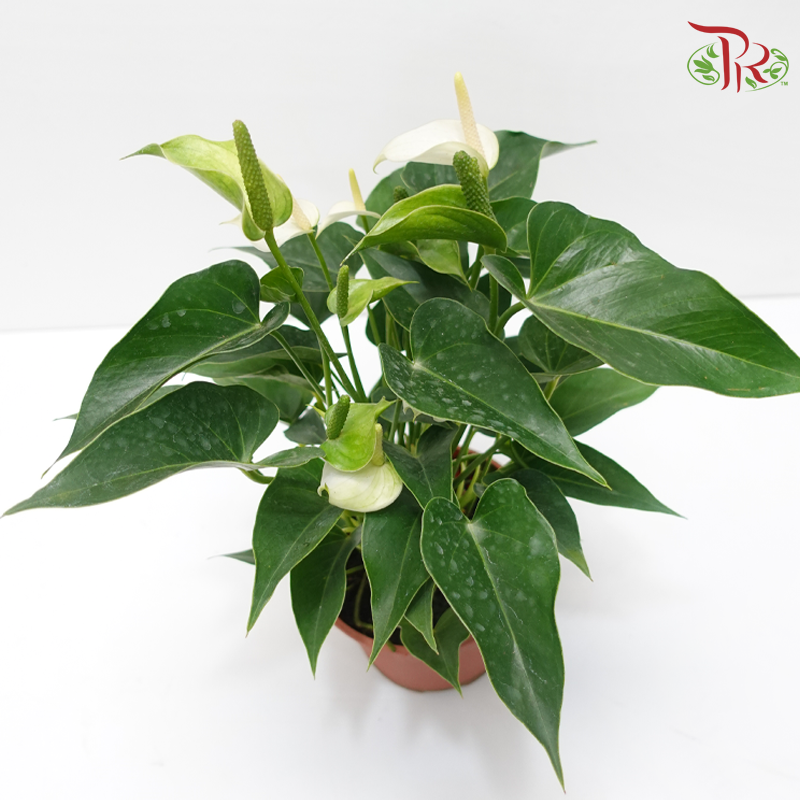 Anthurium Mix P150 (With Color Options)《红掌》