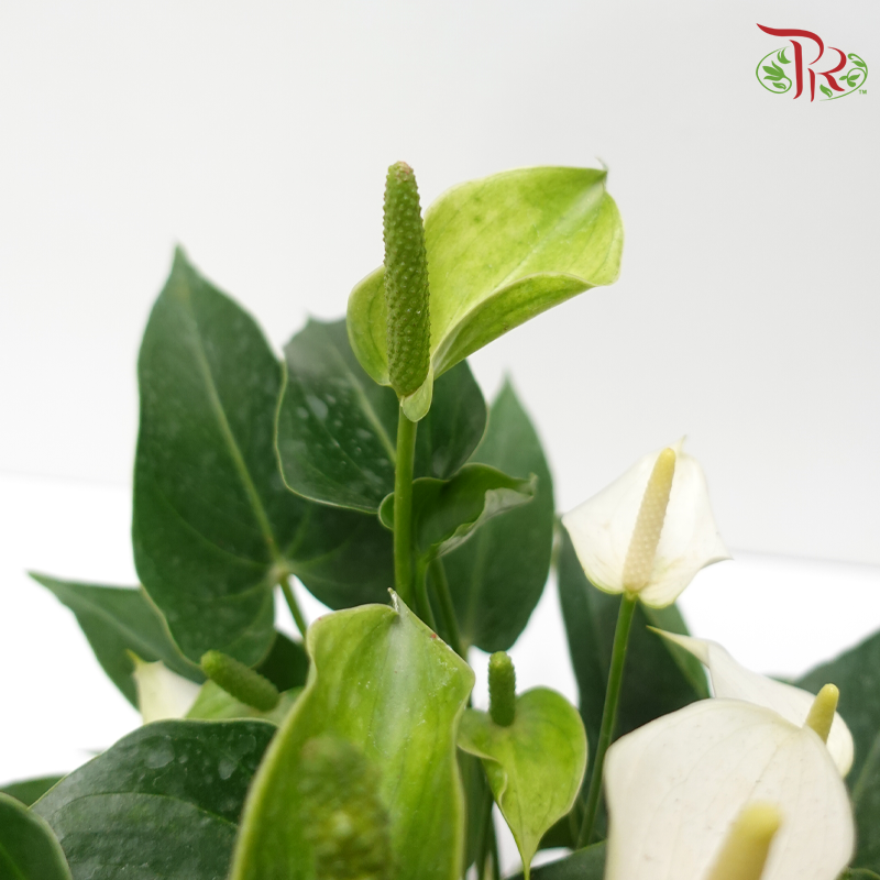 Anthurium Mix P150 (With Color Options)《红掌》