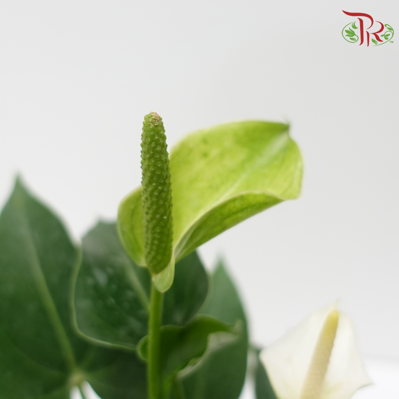 Anthurium Mix P150 (With Color Options)《红掌》