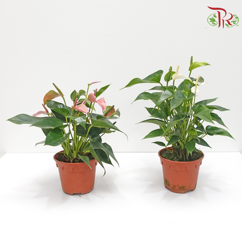 Anthurium Mix P150 (With Color Options)《红掌》