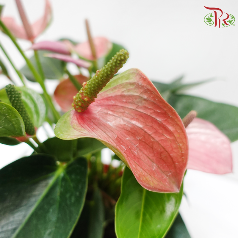 Anthurium Mix P150 (With Color Options)《红掌》