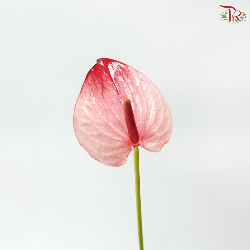 Anthurium Bicolour Cream & Pink - SS (Per Stem)