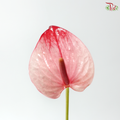Anthurium Bicolour Cream & Pink - SS (Per Stem)