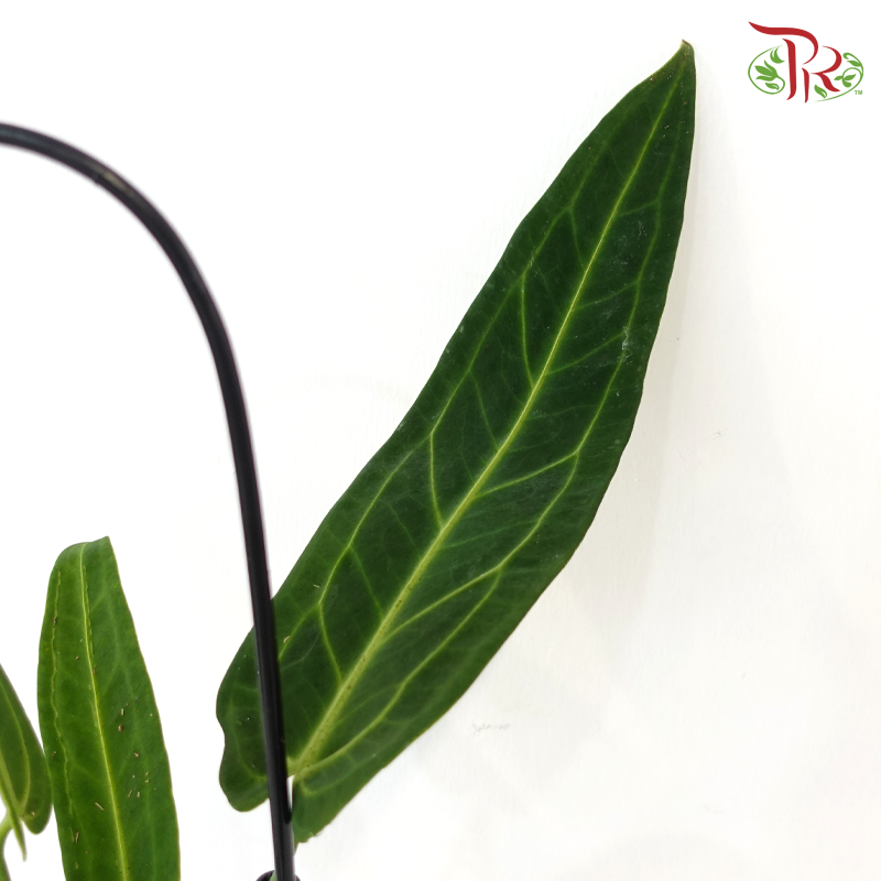 Anthurium Warocqueanum 120 - 45cm《皇后花烛》