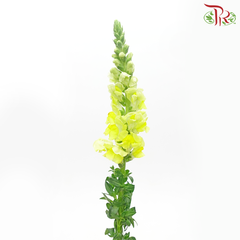 Snapdragon - Light Yellow (Per Bunch) - Pudu Ria Florist