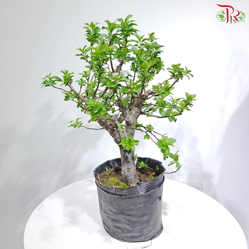 Fortune Apple Tree《苹果树》(Big Size)