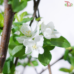 Fortune Apple Tree《苹果树》(Big Size)