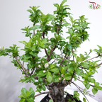 Fortune Apple Tree《苹果树》(Big Size)