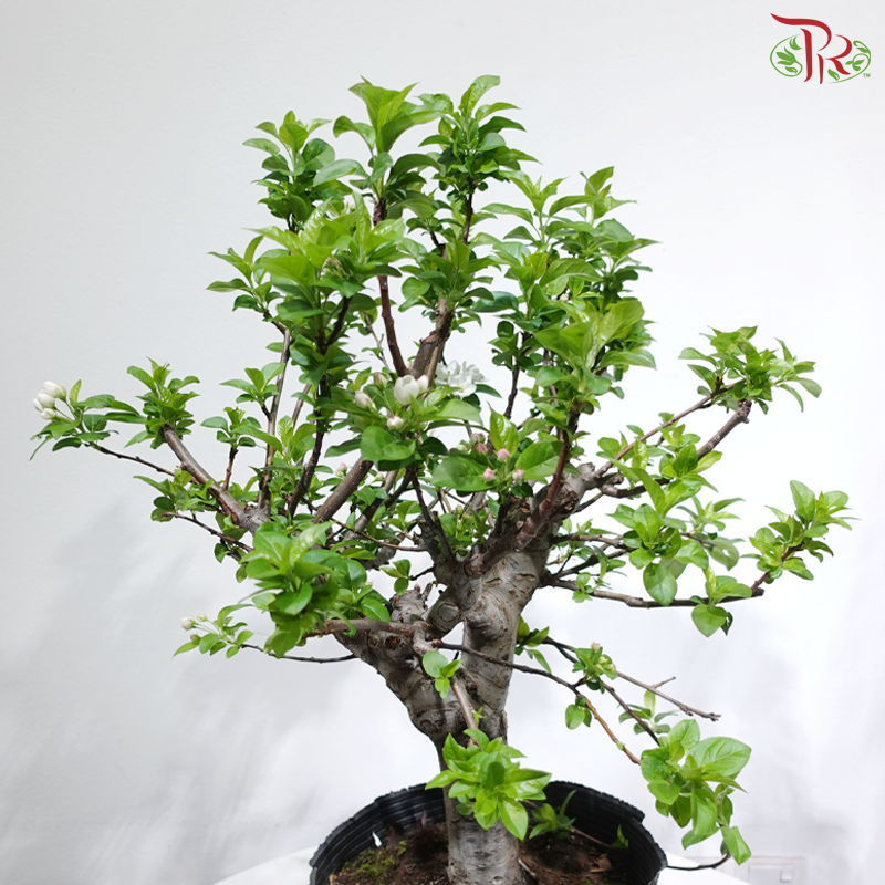 Fortune Apple Tree《苹果树》(Big Size)