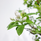 Fortune Apple Tree《苹果树》(Big Size)