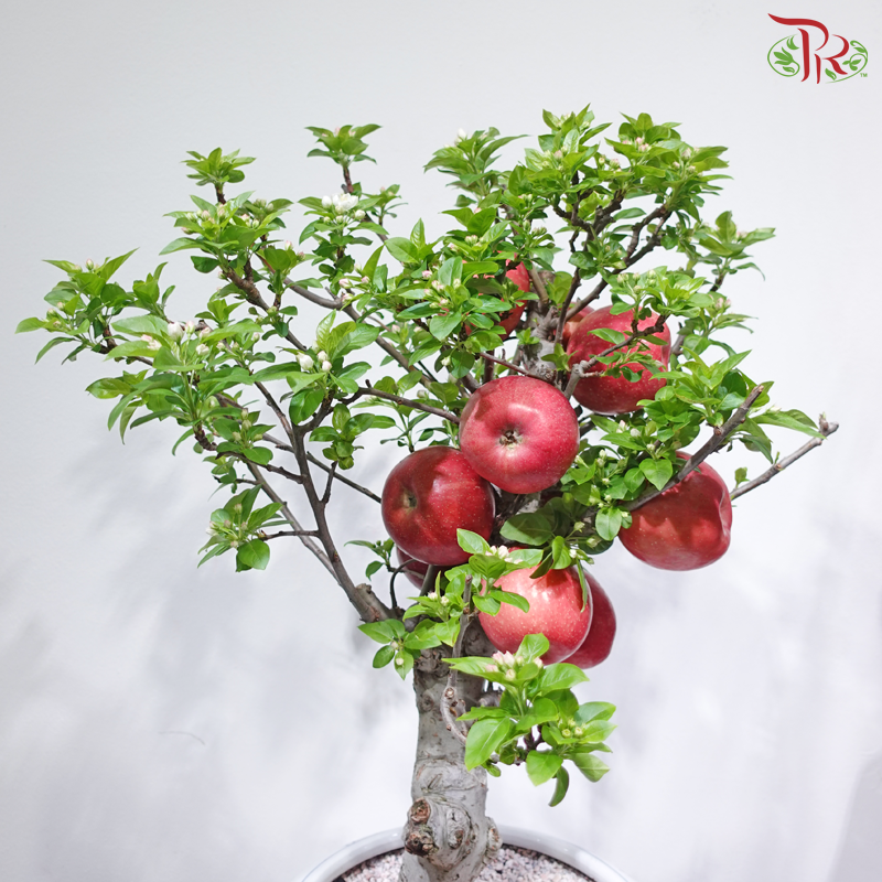 【CNY 2026】Fortune Apple Blossom Tree《平安富贵》