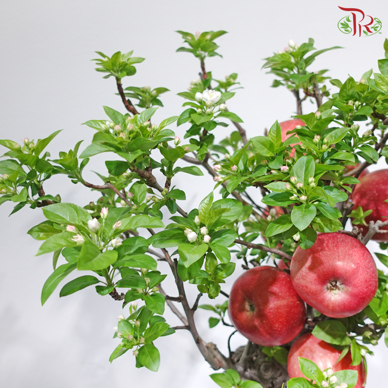 【CNY 2026】Fortune Apple Blossom Tree《平安富贵》