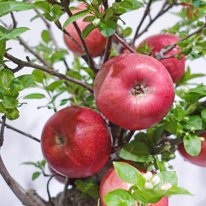 【CNY 2026】Fortune Apple Blossom Tree《平安富贵》