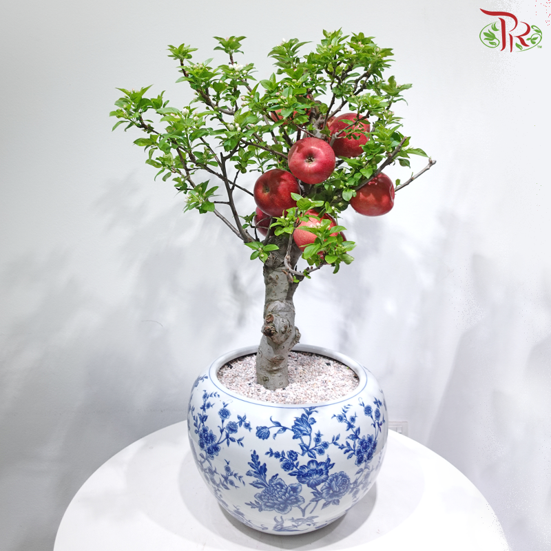 【CNY 2026】Fortune Apple Blossom Tree《平安富贵》