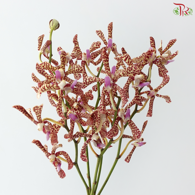 HW Aranda Green Tiger - Light Green With Spots (M) (5 Stems)