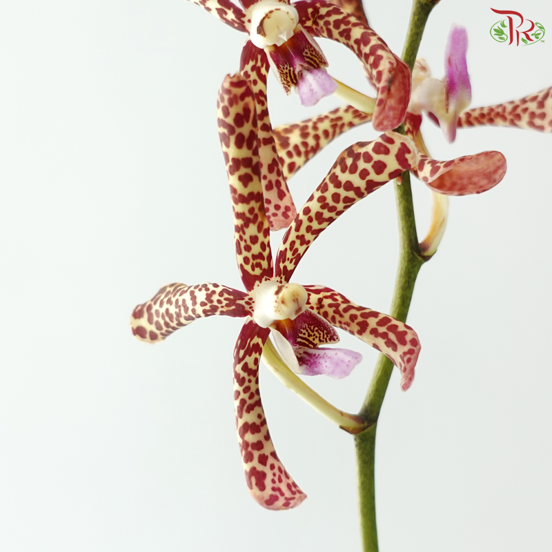 HW Aranda Green Tiger - Light Green With Spots (M) (5 Stems)
