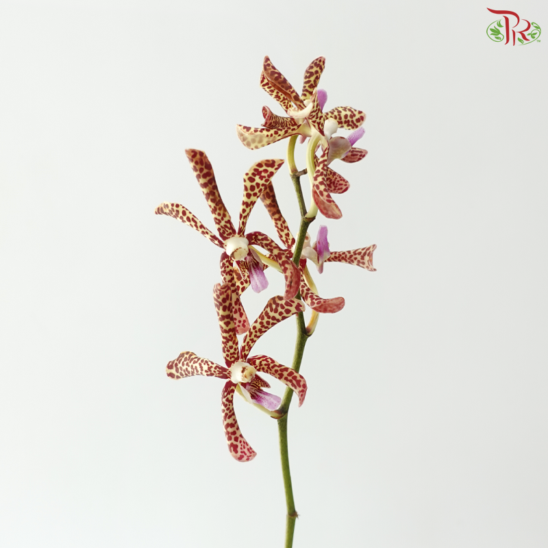 HW Aranda Green Tiger - Light Green With Spots (L) (5 Stems)