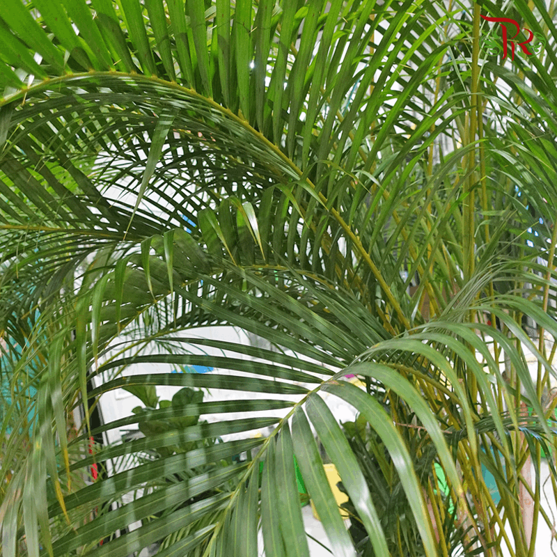 Areca Yellow Palm《黃椰子》