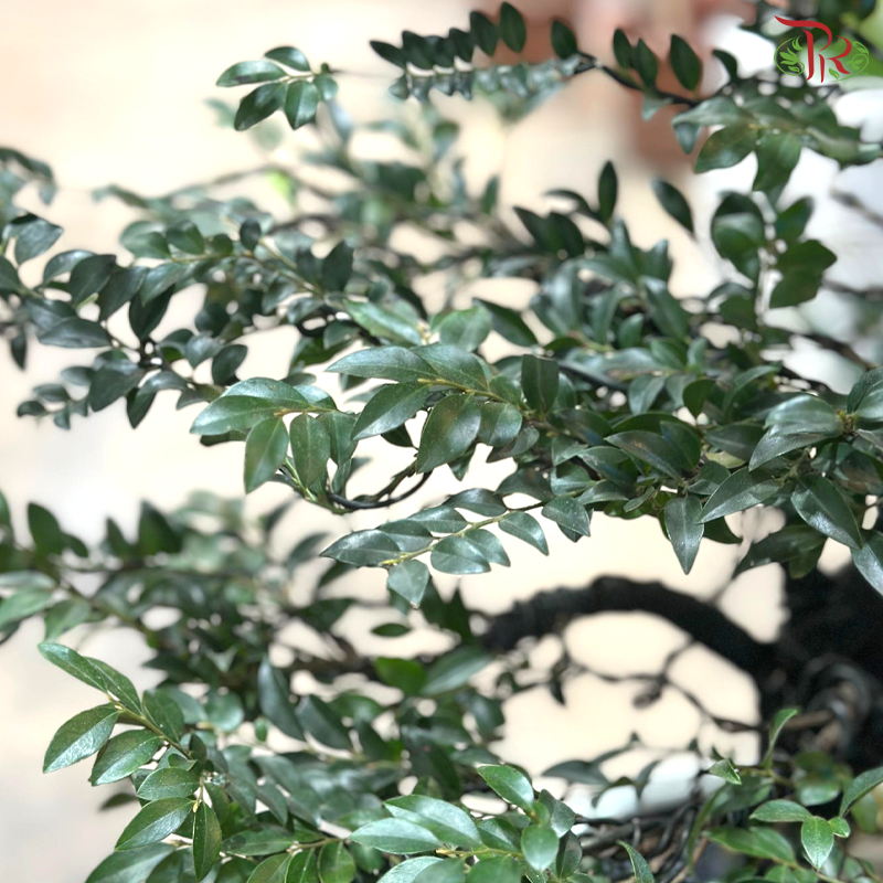 【CNY 2026】 Purple Auspice Brings Wealth (Pterocarpus Plant)《紫气生财》