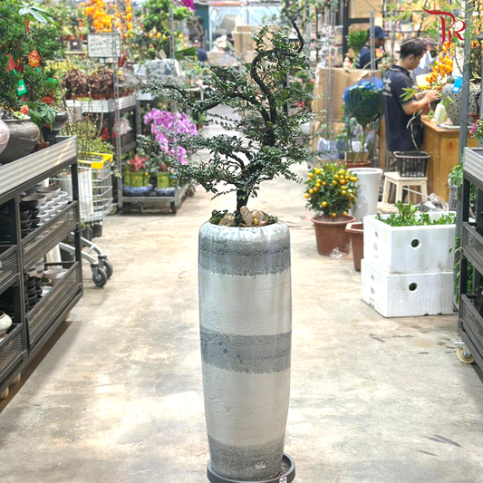 【CNY 2026】 Purple Auspice Brings Wealth (Pterocarpus Plant)《紫气生财》