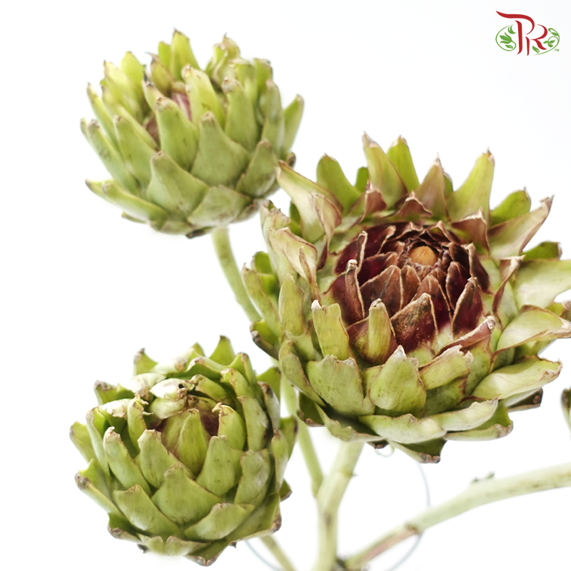 Cynara (Artichoke) - (2 Stems)