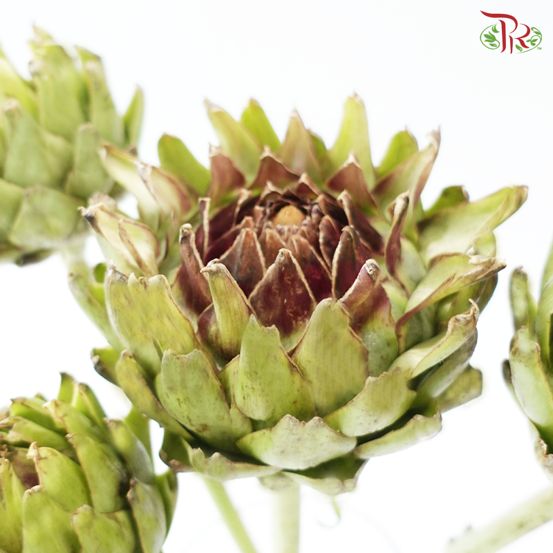 Cynara (Artichoke) (2 Stems)