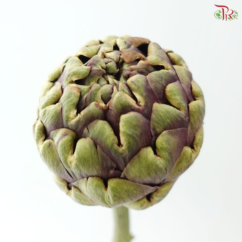 Cynara (Artichoke) - (2 Stems)