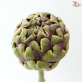 Cynara (Artichoke) - (2 Stems)