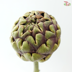 Cynara (Artichoke) - (2 Stems)