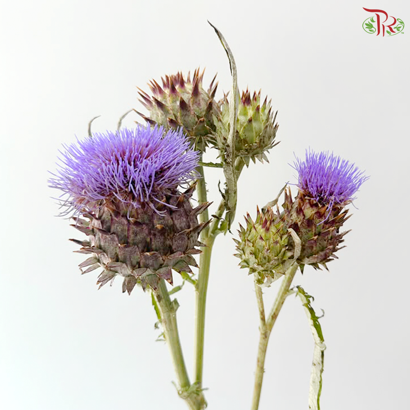 Cynara (Artichoke) - (2 Stems)