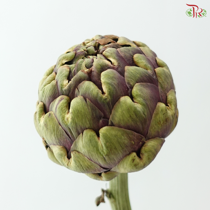 Cynara (Artichoke) - (2 Stems)